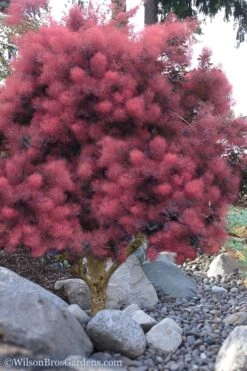 Royal Purple Smoke Tree (Smokebush) - Cotinus Coggygria - 3 Gallon Pot -Garden Plant Shop Smoke Tree Royal Purple 12 1