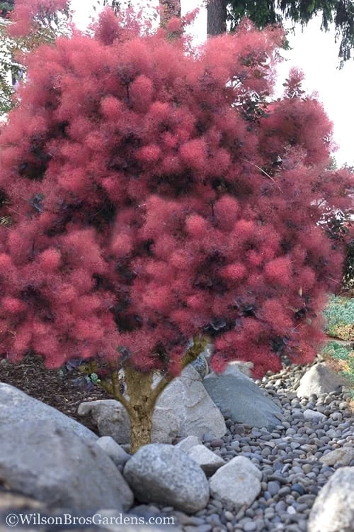 Royal Purple Smoke Tree (Smokebush) - 5 Gallon Pot 7 Royal Purple Smoke Tree (Smokebush) - 5 Gallon Pot - Image 7
