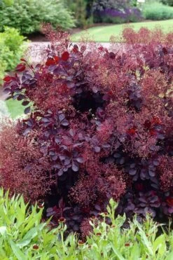 Royal Purple Smoke Tree (Smokebush) - Cotinus Coggygria - 3 Gallon Pot -Garden Plant Shop Smoke Tree Royal Purple 23