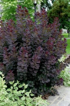 Royal Purple Smoke Tree (Smokebush) - Cotinus Coggygria - 1 Gallon Pot 13 Royal Purple Smoke Tree (Smokebush) - Cotinus Coggygria - 1 Gallon Pot -Garden Plant Shop Smoke Tree Royal Purple 25 2