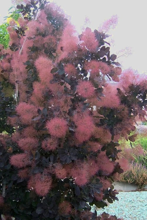 Royal Purple Smoke Tree (Smokebush) - 5 Gallon Pot 4 Royal Purple Smoke Tree (Smokebush) - 5 Gallon Pot - Image 4