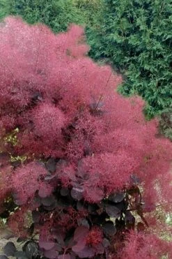 Royal Purple Smoke Tree (Smokebush) - 5 Gallon Pot
