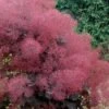 Royal Purple Smoke Tree (Smokebush) - 5 Gallon Pot - SALE