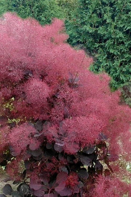 Royal Purple Smoke Tree (Smokebush) - 5 Gallon Pot 1 Royal Purple Smoke Tree (Smokebush) - 5 Gallon Pot