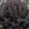 Winecraft Black Smokebush (Cotinus Coggygria) - 3 Gallon Pot