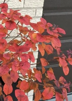 Winecraft Black Smokebush (Cotinus Coggygria) - 3 Gallon Pot -Garden Plant Shop Smokebush Winecraft Black 5 1