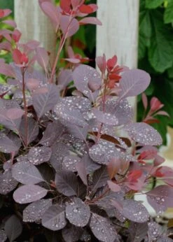 Winecraft Black Smokebush - Cotinus Coggygria - 5 Gallon Pot -Garden Plant Shop Smokebush Winecraft Black 6