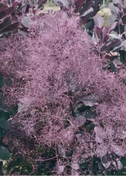 Winecraft Black Smokebush (Cotinus Coggygria) - 3 Gallon Pot -Garden Plant Shop Smokebush Winecraft Black 9 1