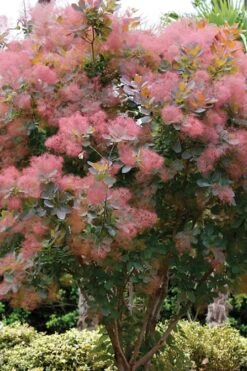 Grace Pink Flowering Smoke Tree - 3 Gallon Pot -Garden Plant Shop Smoketree Grace 1 1
