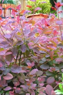 Grace Pink Flowering Smoke Tree - 5 Gallon Pot 13 Grace Pink Flowering Smoke Tree - 5 Gallon Pot -Garden Plant Shop Smoketree Grace 3 1