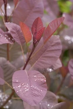 Grace Pink Flowering Smoke Tree - 5 Gallon Pot 11 Grace Pink Flowering Smoke Tree - 5 Gallon Pot -Garden Plant Shop Smoketree Grace 4 1