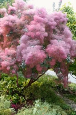 Grace Pink Flowering Smoke Tree - 3 Gallon Pot -Garden Plant Shop Smoketree Grace 9 1