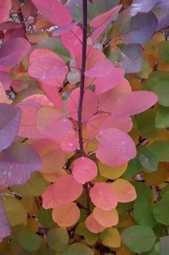 Grace Pink Flowering Smoke Tree - 3 Gallon Pot -Garden Plant Shop Smoketree Grace Fall Color 5 2