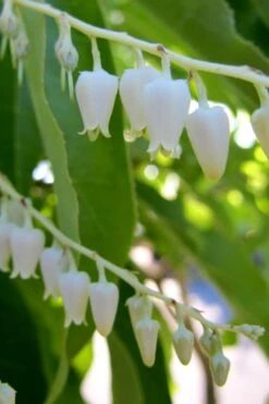 Sourwood Tree (Oxydendrum Arboreum) - 7 Gallon Pot (4-5') -Garden Plant Shop Sourwood Tree 18