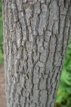 Sourwood Tree (Oxydendrum Arboreum) - 7 Gallon Pot (4-5') -Garden Plant Shop Sourwood Tree 20