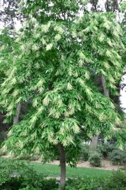 Sourwood Tree (Oxydendrum Arboreum) - 3 Pack Of 1.5 Quart Pots -Garden Plant Shop Sourwood Tree 22 1