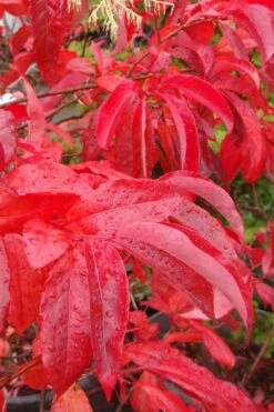 Sourwood Tree (Oxydendrum Arboreum) - 3 Pack Of 1.5 Quart Pots -Garden Plant Shop Sourwood Tree 6 1