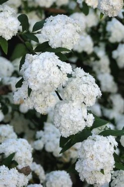 Double Reeves Bridal Wreath Spirea - 6 Pack Of 1 Gallon Pots 13 Double Reeves Bridal Wreath Spirea - 6 Pack Of 1 Gallon Pots -Garden Plant Shop Spirea Double Reeves 2 1