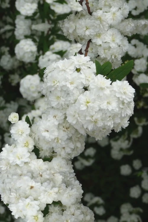 Double Reeves Bridal Wreath Spirea - 6 Pack Of 1 Gallon Pots 1 Double Reeves Bridal Wreath Spirea - 6 Pack Of 1 Gallon Pots