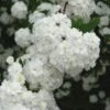 Double Reeves Bridal Wreath Spirea - 1 Gallon Pot