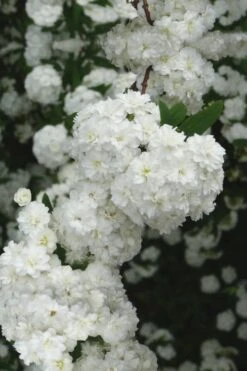Double Reeves Bridal Wreath Spirea - 1 Gallon Pot