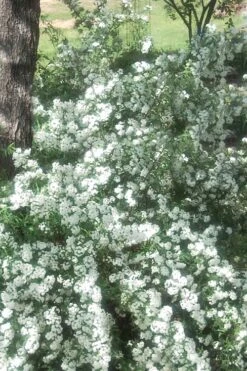 Double Reeves Bridal Wreath Spirea - 1 Gallon Pot -Garden Plant Shop Spirea Double Reeves 4