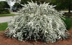 Reeves Bridal Wreath Spirea - 1 Gallon Pot -Garden Plant Shop Spirea Reeves 7