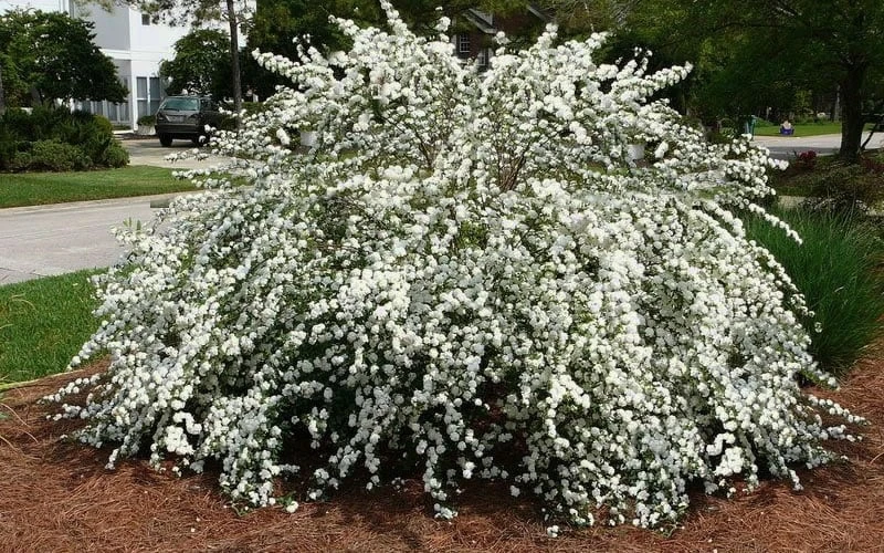 Double Reeves Bridal Wreath Spirea - 6 Pack Of 1 Gallon Pots 4 Double Reeves Bridal Wreath Spirea - 6 Pack Of 1 Gallon Pots - Image 4