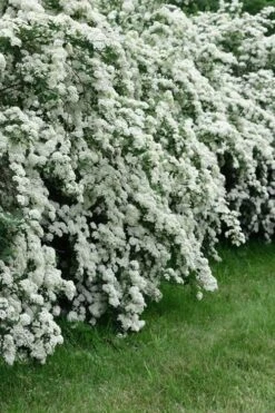 Double Reeves Bridal Wreath Spirea - 1 Gallon Pot -Garden Plant Shop Spirea Reeves 8 2