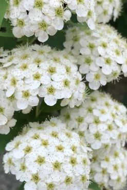 Reeves Bridal Wreath Spirea - 6 Pack Of 1 Gallon Pots
