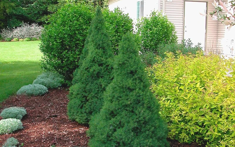 Dwarf Alberta Spruce - 1 Gallon Pot 6 Dwarf Alberta Spruce - 1 Gallon Pot - Image 6
