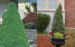 Dwarf Alberta Spruce - 5 Gallon Pot 11 Dwarf Alberta Spruce - 5 Gallon Pot -Garden Plant Shop Spruce Dwarf Alberta 3 1