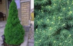 Dwarf Alberta Spruce - 1 Gallon Pot 10 Dwarf Alberta Spruce - 1 Gallon Pot -Garden Plant Shop Spruce Dwarf Alberta 4 3