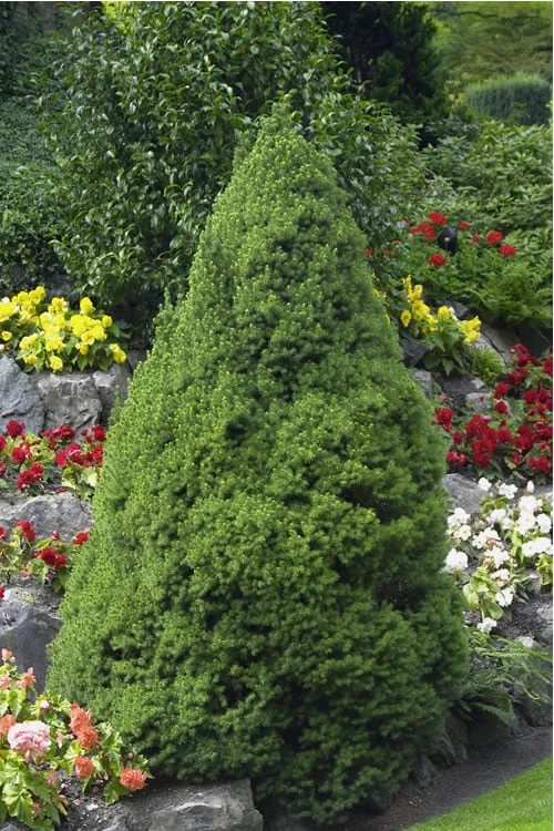 Dwarf Alberta Spruce - 5 Gallon Pot 1 Dwarf Alberta Spruce - 5 Gallon Pot