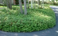 Creeping St Johns Wort - Hypericum Calycinum - 18 Pack Of Pint Pots -Garden Plant Shop St Johns Wort 1