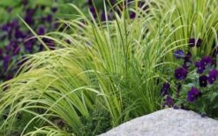 Golden Variegated Sweet Flag - Acorus Gramineus 'Oborozuki' - 18 Count Flats Of Pint Pots -Garden Plant Shop Sweet Flag Variegated 2