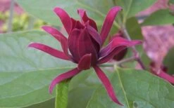 Sweetshrub - Calycanthus Floridus - 3 Gallon Pot -Garden Plant Shop Sweet Shrub