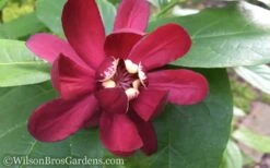 Aphrodite Sweetshrub (Carolina Allspice) - Calycanthus - 1 Gallon Pot -Garden Plant Shop Sweet Shrub Aphrodite 50 1