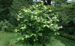 Aphrodite Sweetshrub (Carolina Allspice) - Calycanthus - 3 Gallon Pot -Garden Plant Shop Sweet Shrub Aphrodite Shrub 1