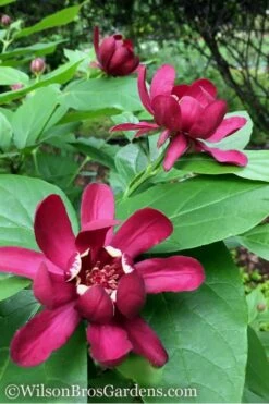 Aphrodite Sweetshrub (Carolina Allspice) - Calycanthus - 1 Gallon Pot -Garden Plant Shop Sweetshrub Aphrodite 1 500x750 2