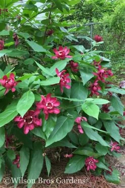 Aphrodite Sweetshrub (Carolina Allspice) - Calycanthus - 1 Gallon Pot -Garden Plant Shop Sweetshrub Aphrodite 20 1