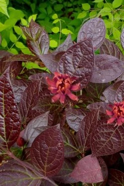Burgundy Spice Sweetshrub (Calycanthus ) - 1 Gallon Pot