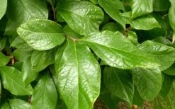 Sweetshrub - Calycanthus Floridus - 3 Gallon Pot -Garden Plant Shop Sweetshrub Leaves