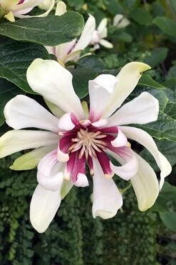Venus White Sweetshrub (Calycanthus) - 3 Gallon Pot 13 Venus White Sweetshrub (Calycanthus) - 3 Gallon Pot -Garden Plant Shop Sweetshrub Venus White 3
