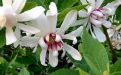 Venus White Sweetshrub (Calycanthus) - 3 Gallon Pot 12 Venus White Sweetshrub (Calycanthus) - 3 Gallon Pot -Garden Plant Shop Sweetshrub Venus White 4