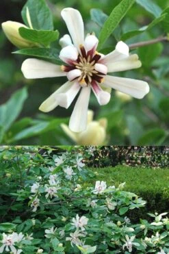 Venus White Sweetshrub (Calycanthus) - 3 Gallon Pot 10 Venus White Sweetshrub (Calycanthus) - 3 Gallon Pot -Garden Plant Shop Sweetshrub Venus White 5