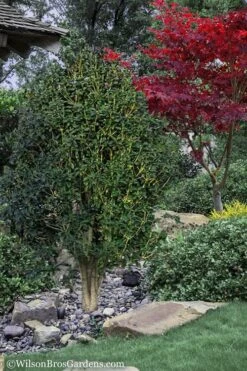 Apricot Echo Tea Olive (Osmanthus Fragrans Aurantiacus) - 7 Gallon Pot (3-4') -Garden Plant Shop Tea Olive Apricot Echo 12 2