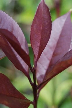 Apricot Echo Tea Olive - Osmanthus Fragrans Aurantiacus - 1 Gallon Pot -Garden Plant Shop Tea Olive Apricot Echo 4 1