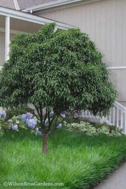 Fudingzhu Fragrant White Tea Olive (Osmanthus Fragrans) - 3 Gallon Pot -Garden Plant Shop Tea Olive Fudingzhu 6