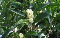 Fudingzhu Fragrant White Tea Olive (Osmanthus Fragrans) - 3 Gallon Pot -Garden Plant Shop Tea Olive Fudingzhu 7